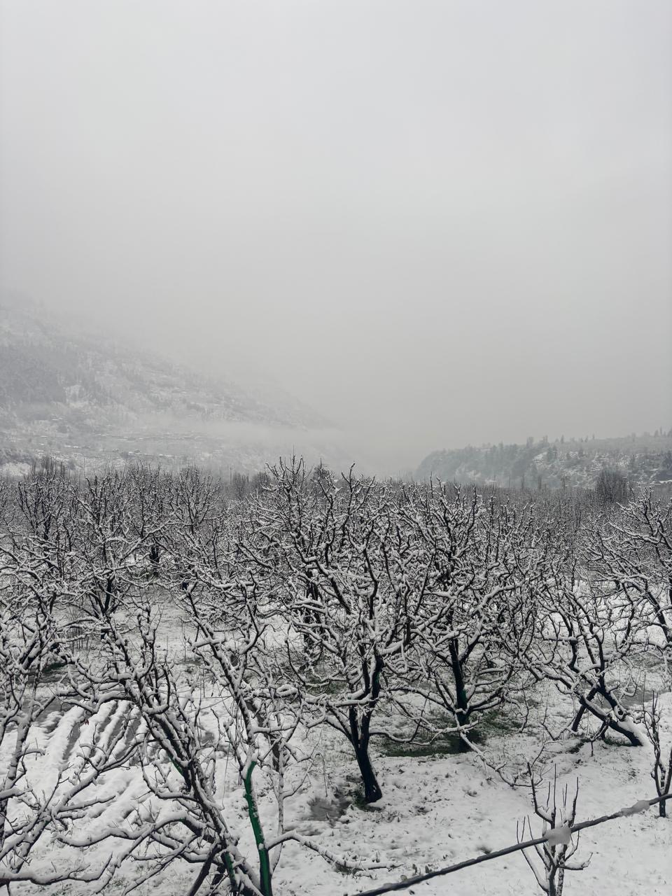 Family Suite 2 Room Homestay with Kitchen Near Manali 